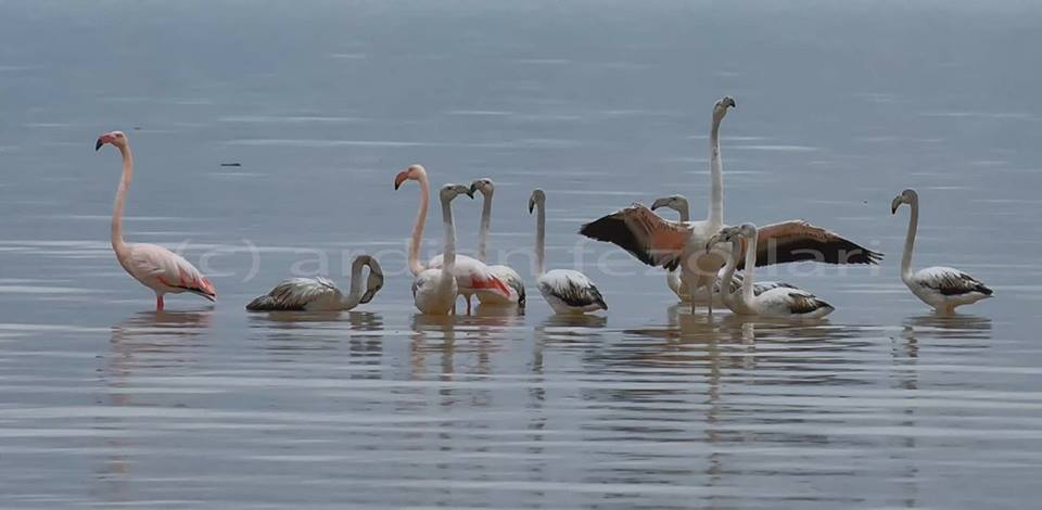 Fotografi Ardian Fezollari fikson dukurinë e pazakontë: Flamingo në Pogradec!