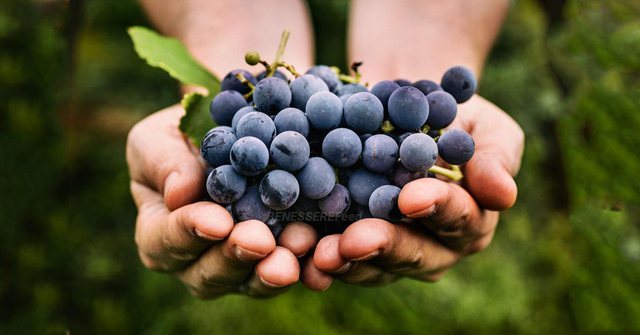 Meqë është verë, mos harroni të shtoni këto fruta antitumorale në dietën tuaj