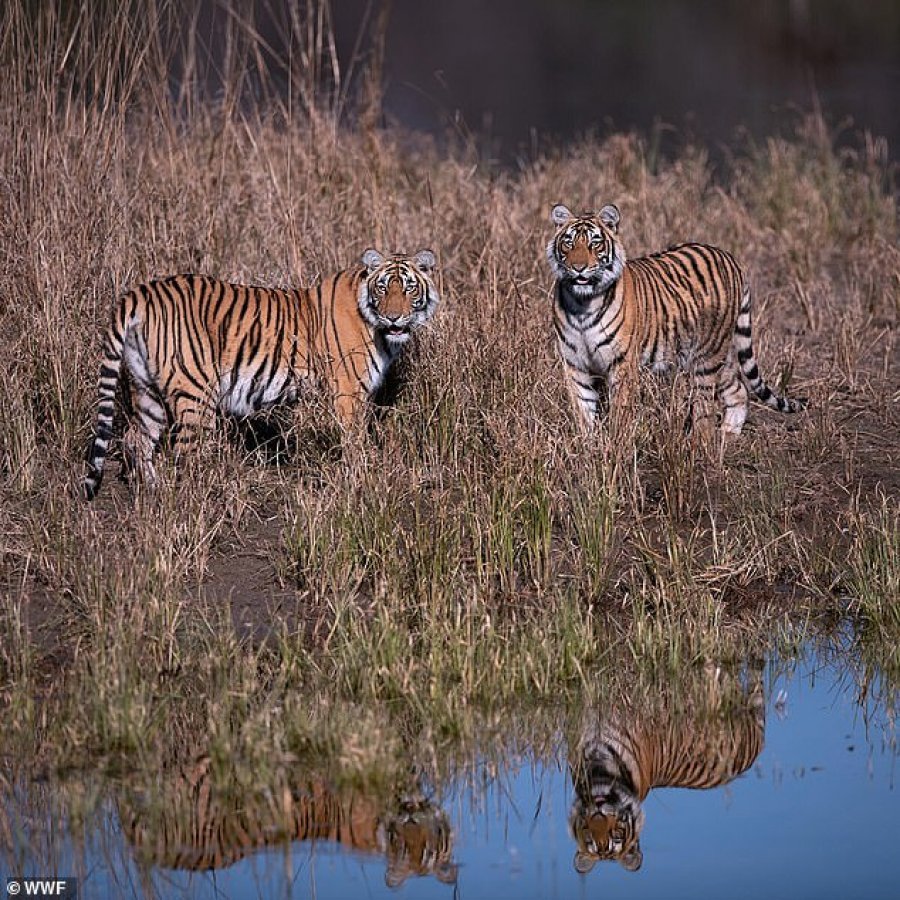 Tigrat jo më në zhdukje, projekti ambicioz ‘i riktheu në jetë’