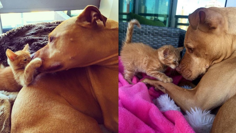 This Pit Bull Loves Cats, So His Human Surprised Him With A Kitten Of His Own