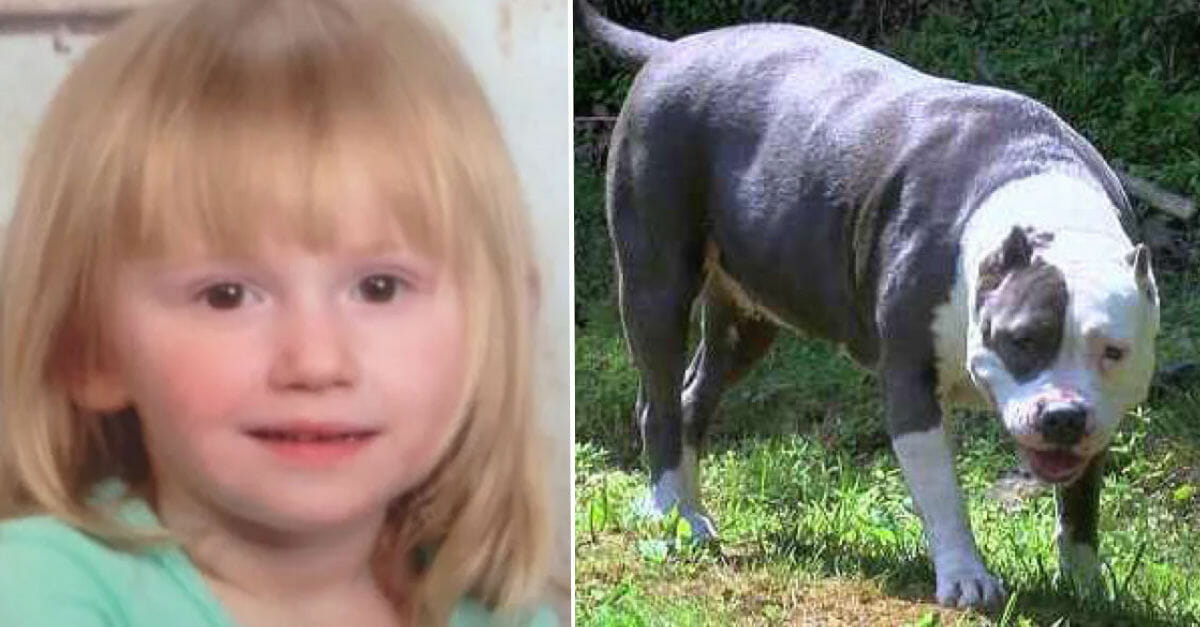 2-Year-Old Toddler Went Missing For 2 Days, Found Protected By A Hero Pit Bull!