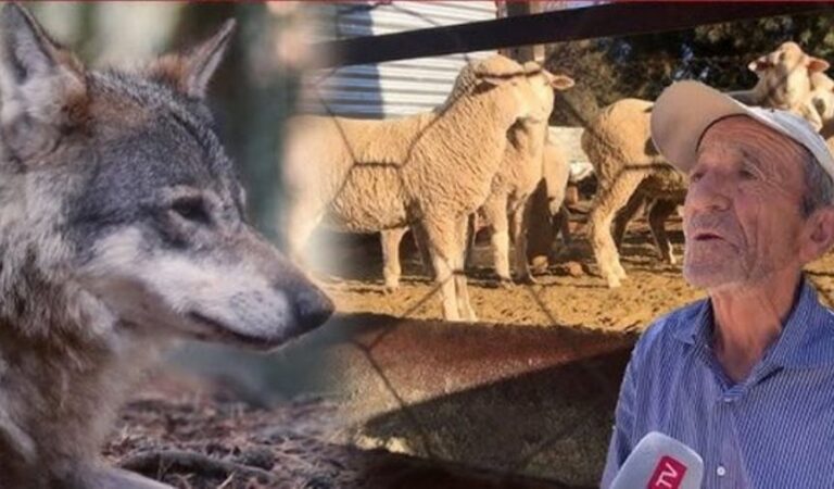‘Më ka mbetur vetëm kërraba dhe qeni, që ta vras pse si ruajti’! Flet fermeri që ujku i masakroi kopenë me 80 krerë dele e dhi